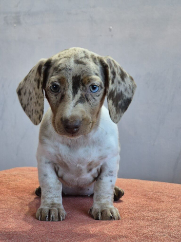 Adorable dachshund cross pups