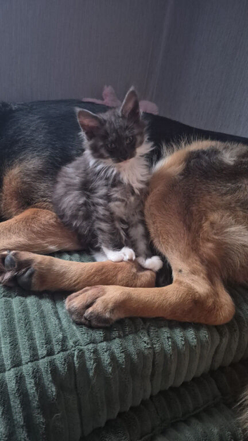 Beautiful Maine coon kitten girls