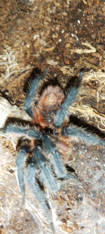 Marure male davus sp-the lava tarantula