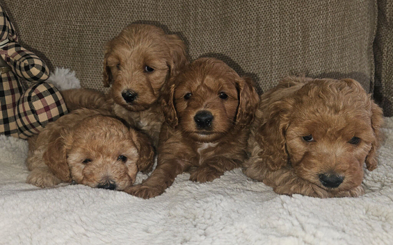 Licensed breeder, 4 dna clear red small miniature cockapoo litter