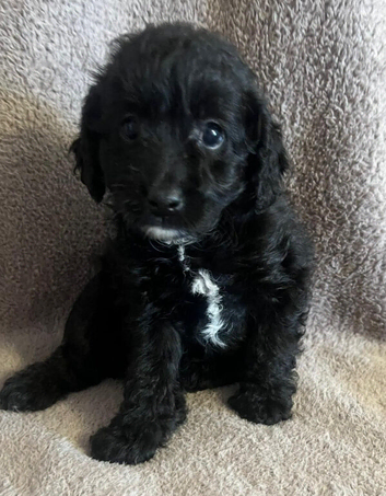 Ready soon mini Labradoodles F1b looking for forever home.