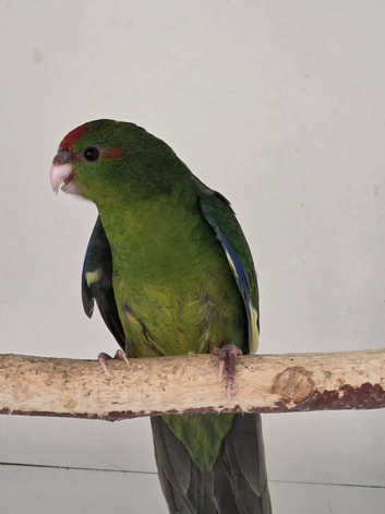 Various Kakariki