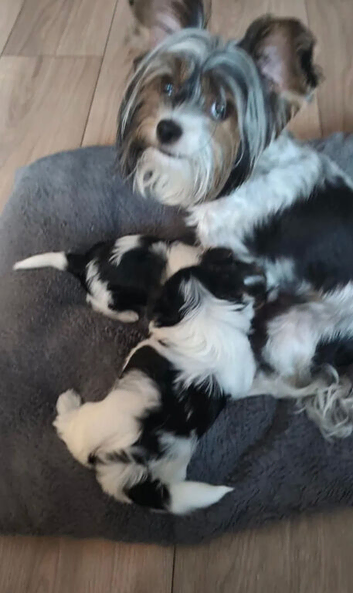 Loving Home Raised Biewer Terrier Puppies