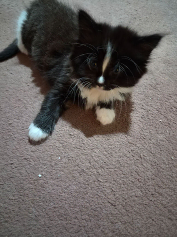 Kittens for sale