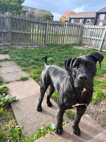 Presa Canario Puppy