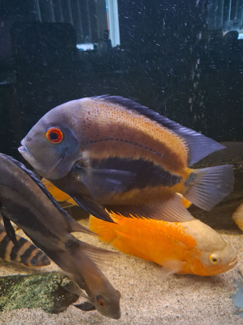 2 uaru cichlid
