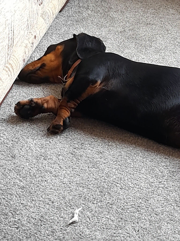 Mini dachshund