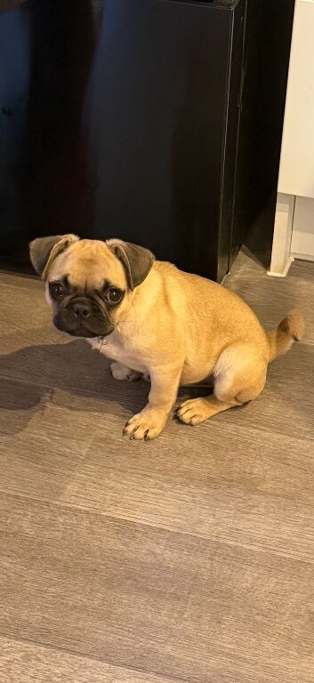 Nellie female pug