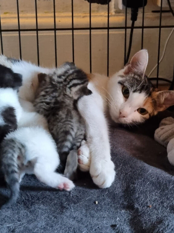 Kittens for forever home