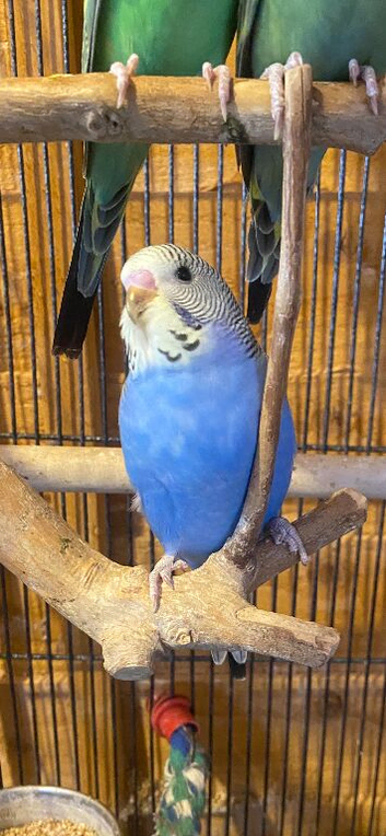 Baby budgies