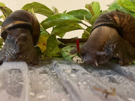 Giant African land snails for sale