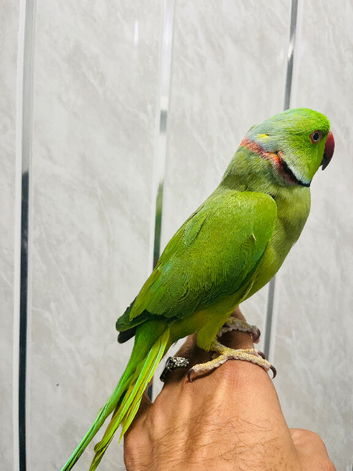 Baby male Ringneck talking Parrot