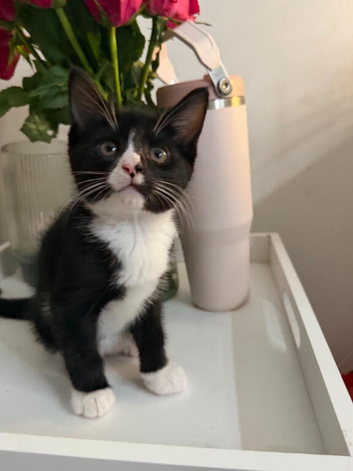 Kittens ready now