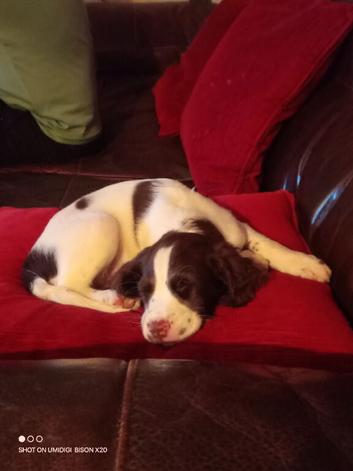 Springer Spaniel Pup