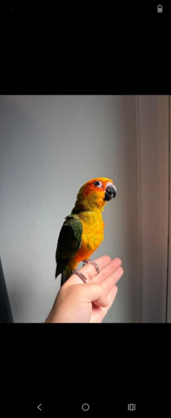 Silly tame handreard baby sun conure