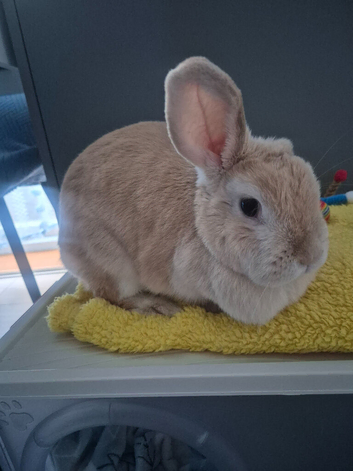 rabbit