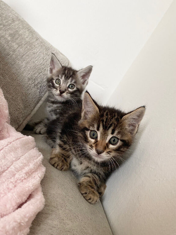 MAINCOON X KITTENS READY NOW