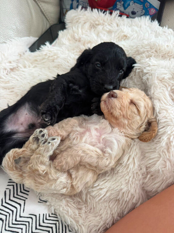 F2 Cockapoo puppies