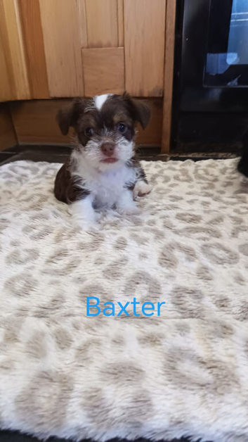 Beautiful Chorkie puppies