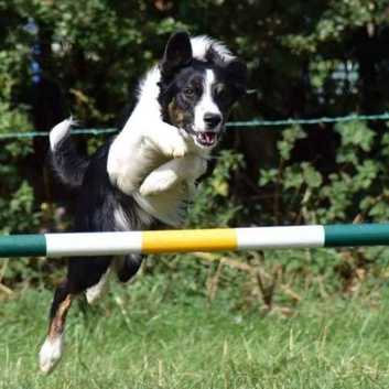 Obedience and agility dog training