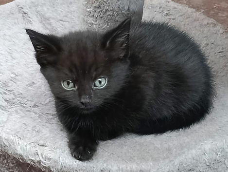 Beautiful kittens  2 chocolates left