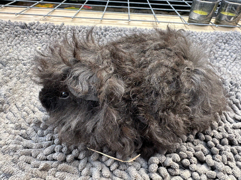 Baby Lunkarya Boar 6 weeks