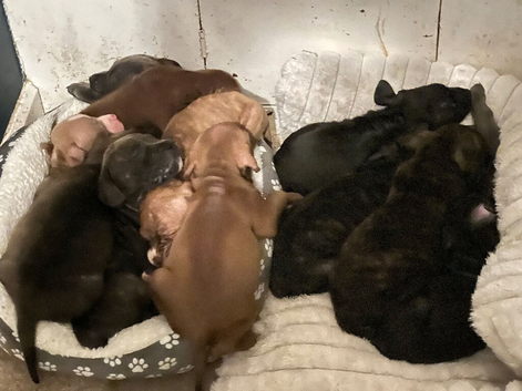 Puppies ready to leave contact me for more info