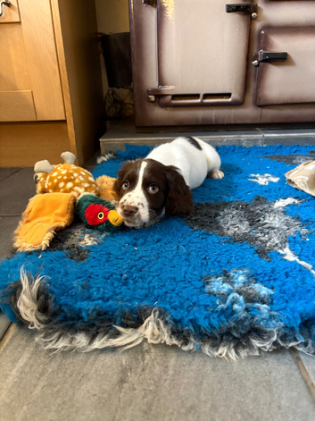 Strong litter of KC Registered Cocker Spaniel pups, ready NOW for their next chapter.