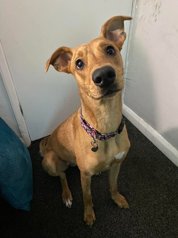 Lurcher Missing from S60 Rotherham