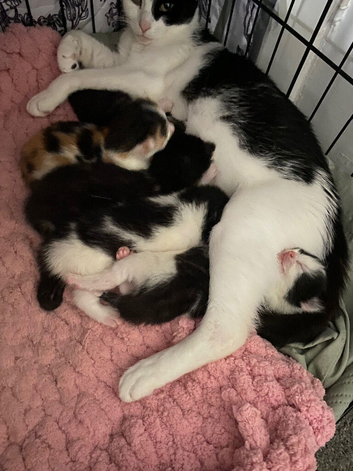 Kittens for sale