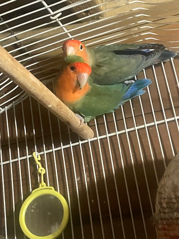 Birds