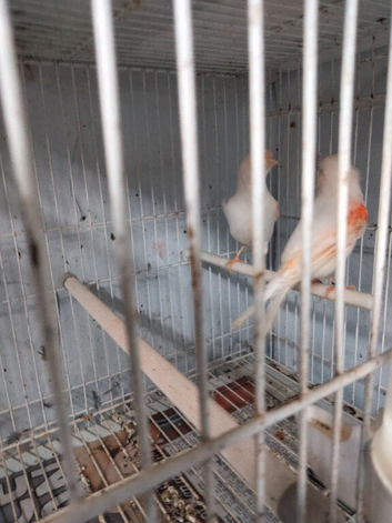 2 pair canary