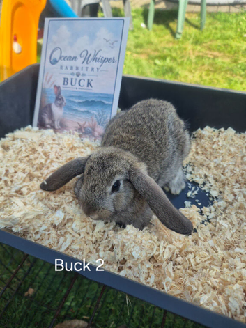 Stunning French Lop Litter