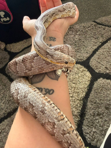 Corn snake