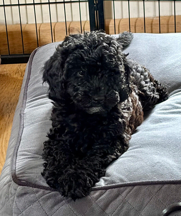 Stunning F1b cockapoo female READY NOW