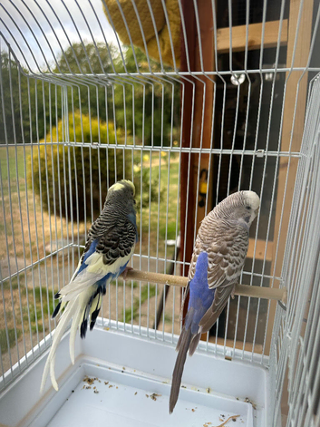 Pair bugies for sale healthy and nice bird
