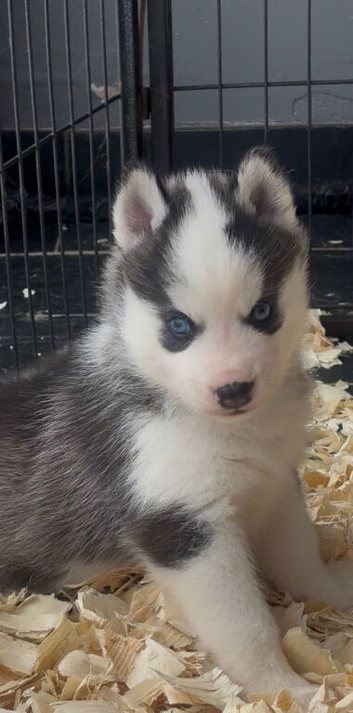 Kc registered Black and white female puppy ready 26/09/26