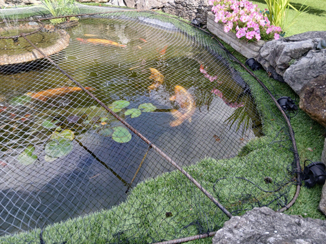For sale Koi and gold fish