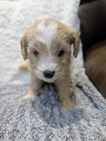 Adorable Cavapoochon Puppies &ndash; 2 Boys & 2 Girls &ndash; Ready 3rd April &ndash; NW London