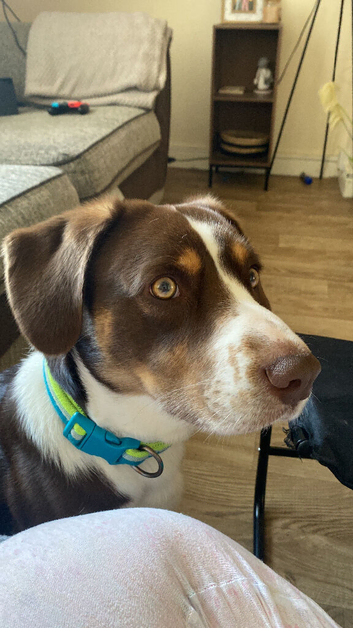 Rehome due to ill health