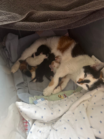 Gorgeous kittens for sale