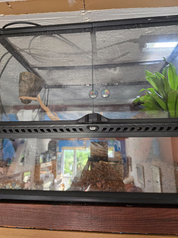 Mourning geckos