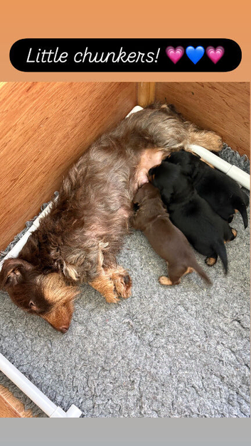 Miniature Silky Wire Haired Dachshund Puppies