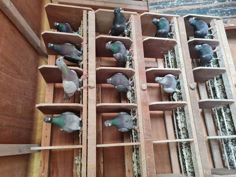 Raceing pigeons