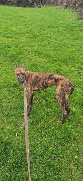 deerhound x grey hound