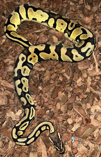 Girls ball pythons