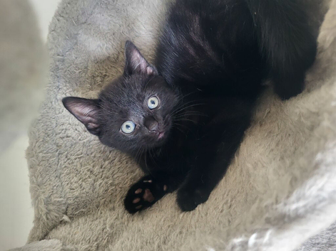 8 week old male kitten