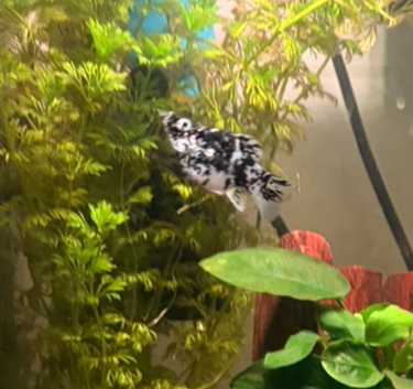 Balloon Mollies