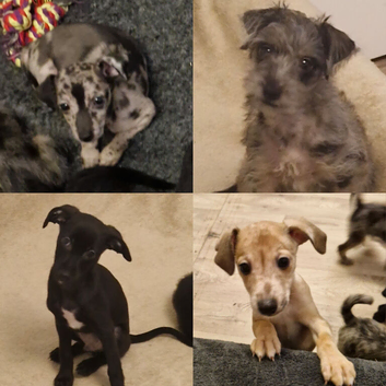 Ready for New Adventures Tiny Iggie x Pups Looking 4 Homes.