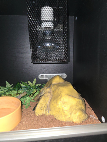 5x Snake and 4x2ft viv set ups